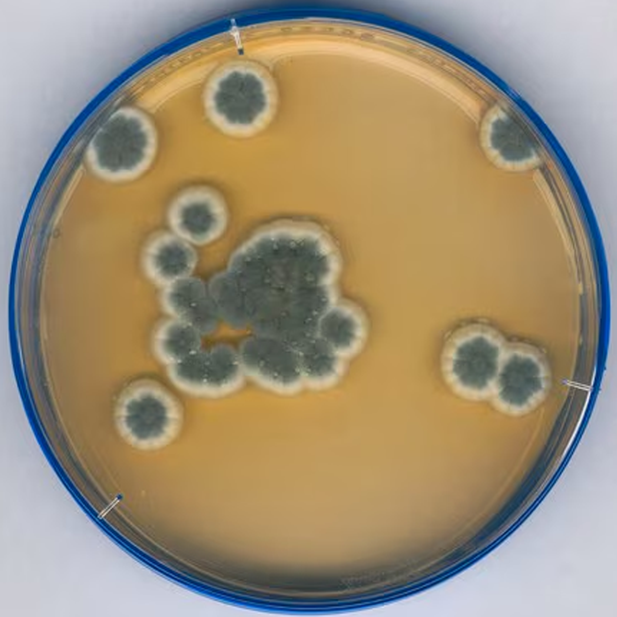 Sabouraud Dextrose Agar
