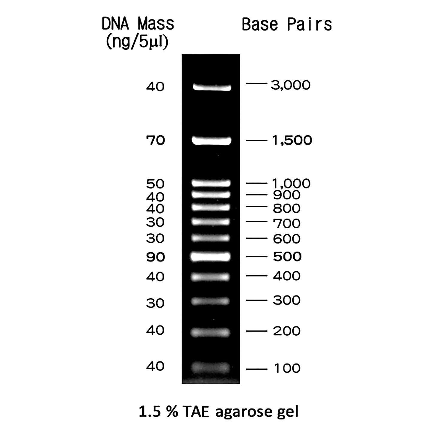 FastGene 100 bp DNA Marker