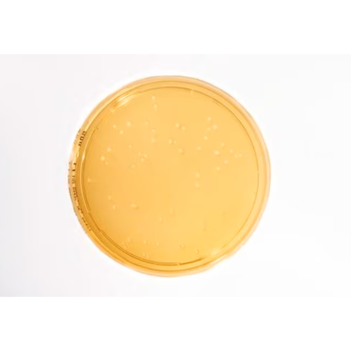 Sabouraud Dextrose Agar