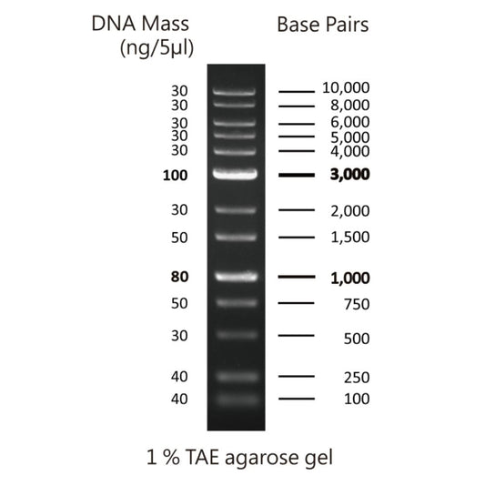 FastGene 1 kb DNA Marker Plus